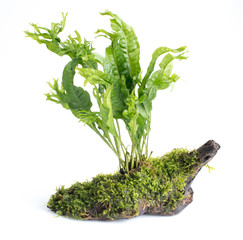 Driftwood with Green leave water plants on white background