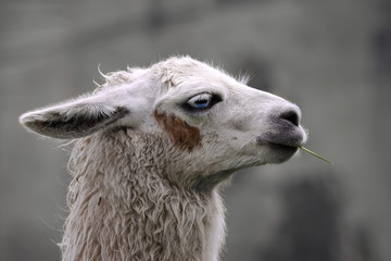 Portrait of a white Llama with brown spot in face, Ecuador