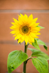 Obraz premium Single sunflower in front of red brick wall.