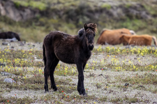 Young Wild horse on a plain with yellow and red wildflowers, brown wildhorses in the back, Cotopaxi National Park, Ecuador
