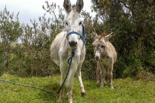 Close up of facing donkeys, mother and baby, Ecuador