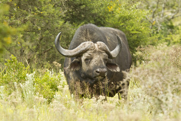Large Buffalo in thick grass