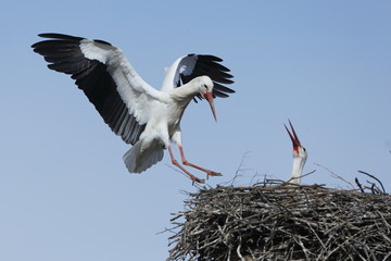 White stork landing on the nest