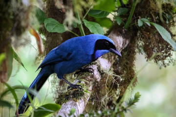 Beautiful blue Jay perching on a branch in the rainforest of Ecuador