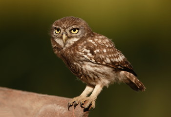 Little owl