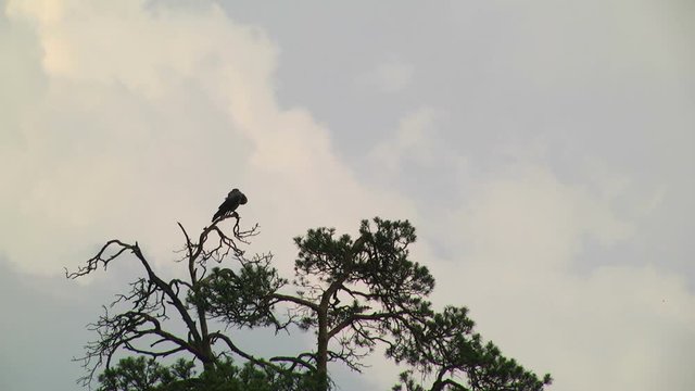 The crow on the pine tree cleans the feathers and clouds on the background