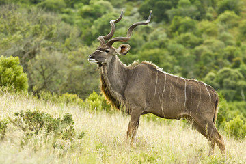Naklejka na ściany i meble Large Kudu bull standing on a hill