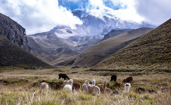 Scenic view to Volcano Chimborazo with lamas in the foreground, Road of Volcanoes, Ecuador