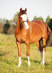 Fototapeta premium beautiful welsh pony mare posing in meadow