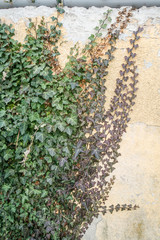 Wandschäden durch Efeu