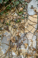 Wandschäden durch Efeu