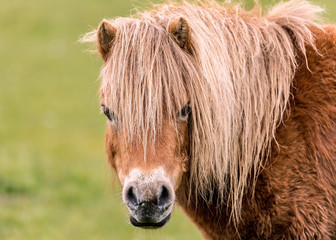 Fototapeta premium Mini Horse Looking at the Camers