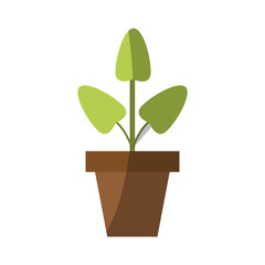 plant in a pot over white background. colorful design. vector illustration