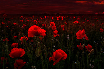 Fototapeta na wymiar Beautiful field of red poppies in the dark sunset light.