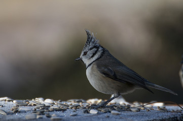 European crested tit