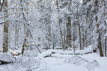 Winter landscape of natural forest with dead oak trees