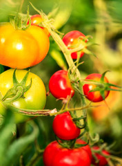 Reifende rote und gelbe Strauchtomaten 