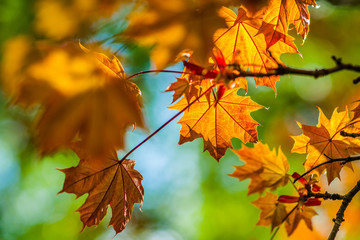 Fresh leaves of Schwedler's maple