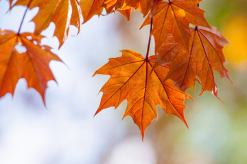 Leaves of Schwedler's maple