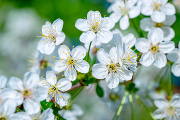 White cherry tree flowers