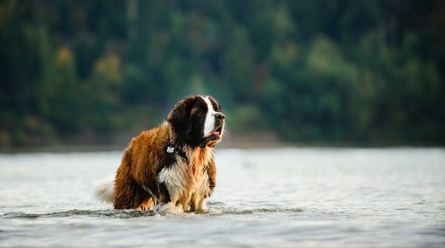 Saint Bernard dog in water with forest in background