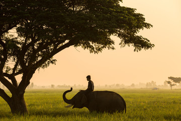 Obraz premium Elephant mahout thailand life traditional of asia culture
