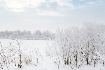 fabulous winter forest