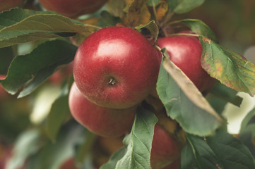 Organic apples hanging from a tree branch in an apple orchard