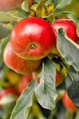 Organic apples hanging from a tree branch in an apple orchard