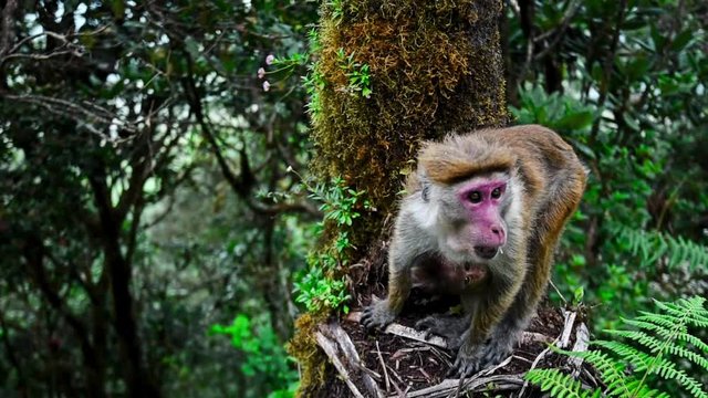 Srilankan toque macaque or Macaca sinica