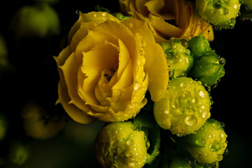 Yelow flower and buds with droplets