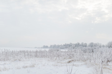 fabulous winter forest