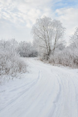 Obraz premium animal tracks in the winter snow