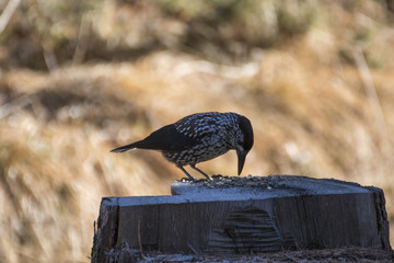Spotted nutcracker