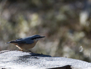 Eurasian nuthatch