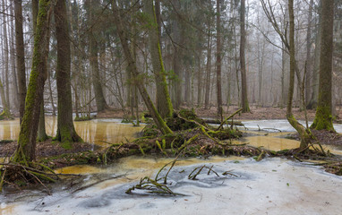 Tree debris against melting snow