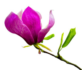 Fototapeta premium decoration of few magnolia flowers. pink magnolia flower isolated on white background. Magnolia. Magnolia flower