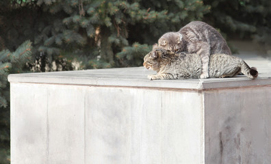 Two woodpeckers sit on one tree trunk, but they do not see each other ...