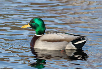 Mallard drake (Anas platyrhynchos)
