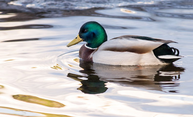Mallard drake (Anas platyrhynchos)