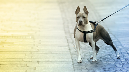 Beautiful Pitbull dog in the street