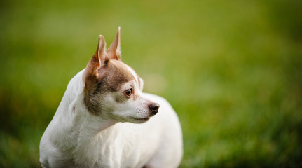 Chihuahua dog portrait against grasss