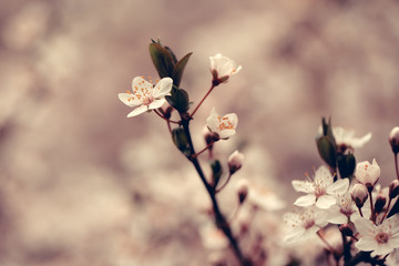 White sakura flower blossoming as natural background on blurred backdrop