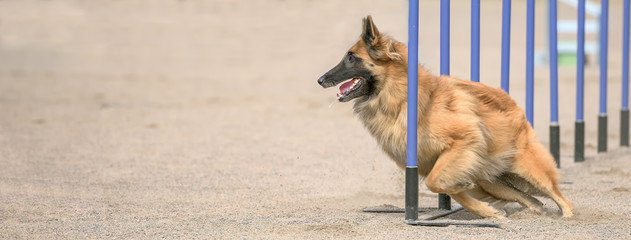 Belgian Shepherd Tervuren doing slalom in agility dog competition. Sized to fit for cover image on...