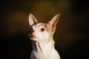 Chihuahua dog portrait against dark background