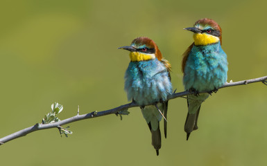 European Bee-eater / Merops apiaster