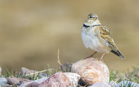 Calandra Lark / Melanocorypha calandra