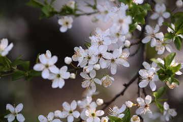 White sakura flower blossoming as natural background on blurred backdrop