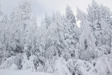 Winterwunderland