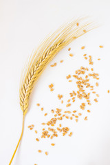 spikelets of wheat and grain on the white background.